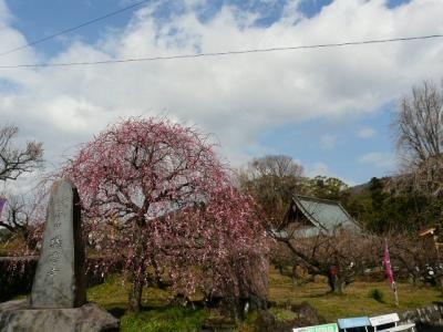 曽我梅林(中河原会場）寄り道