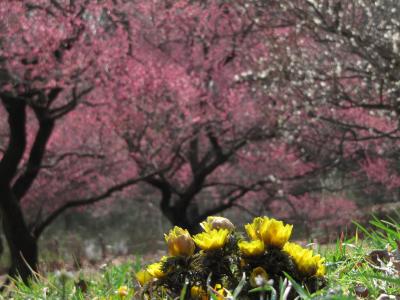 福寿草と梅の森林公園2010（1）梅とたっくんとチューリップみたいな福寿草@