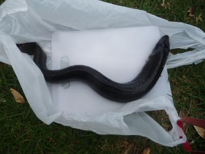 ニュージーランド　の　大　うなぎ・・・貰って料理して食べました・・・