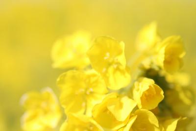 【神奈川県】菜の花満開の吾妻山公園