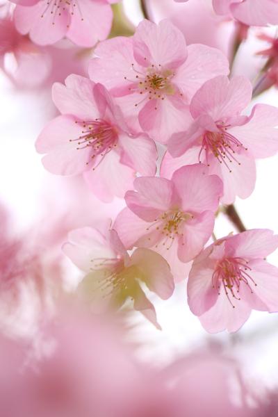 河津桜 2010 （熱海・河津への旅 パート3）