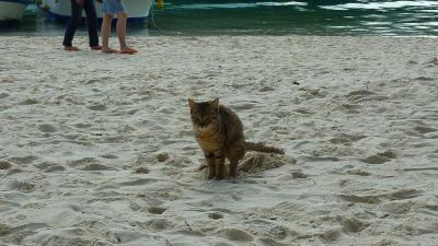 いろいろやってみる沖縄3日目☆石垣島・竹富島♪猫写真を撮る