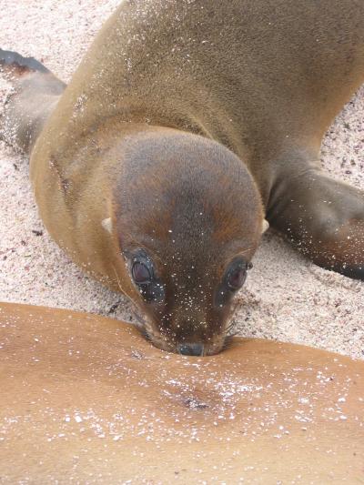 ガラパゴスに行っちゃった♪サンタクルス島・フローレアナ島・エスパニョーラ島