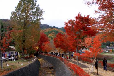 ２００９　河口湖紅葉まつり・もみじ回廊