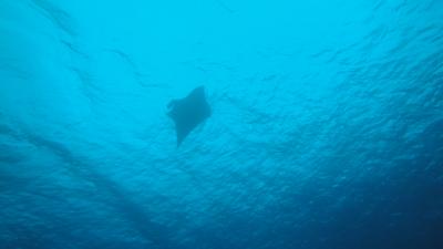 久米島　ダイビング　＜ＭＡＮＴＡ　ＲＡＹ出たよ！＞