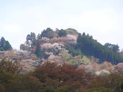 吉野千本桜の吉野山
