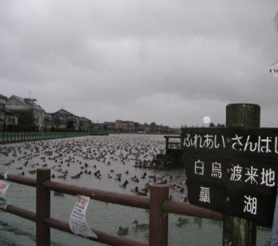 ラムサール条約湿地の旅0812　　「瓢湖」　　　～阿賀野・新潟～