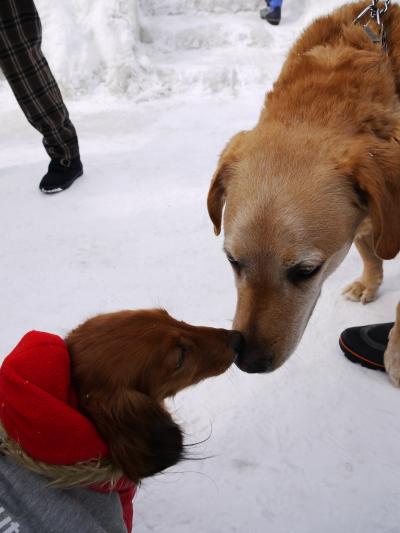 けびぞーが行く「湯沢・犬っこまつり」愛犬祈願祭