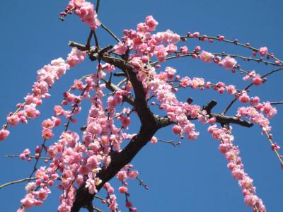 東京都江東区（亀戸天神の梅まつり・藤まつり）　２００９年２月・４月 