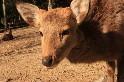 奈良公園(奈良県)へ行ってきました!(2010年2月)