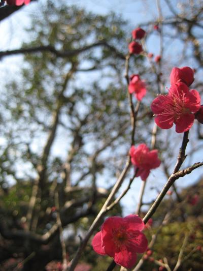 百草園の梅祭り