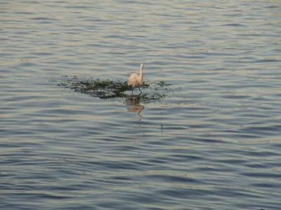 初アフリカは、エジプトっす。アスワン->ルクソール・ナイル川船の旅編