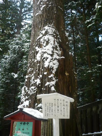 願いがかなう杉がありました ~日光東照宮~