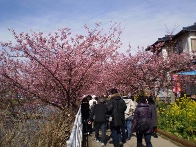 河津桜最高!!