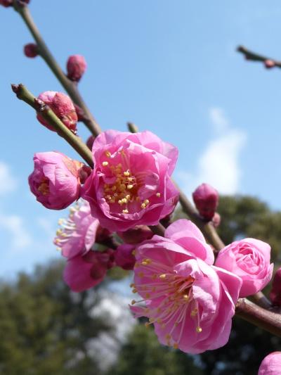 春がすぐそこまで....須磨離宮公園の梅だより