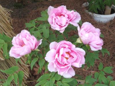東京都調布市（深大寺の初詣・神代植物公園の牡丹）　２０１０年１月 