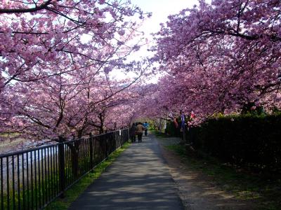満開の河津桜と癒しの七滝☆