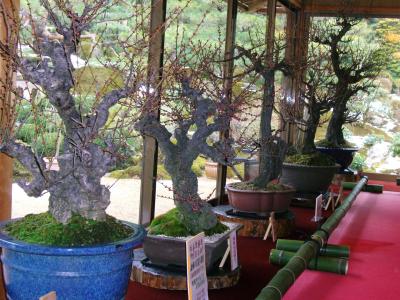 坂本盆梅展　～ちょっと フライング～