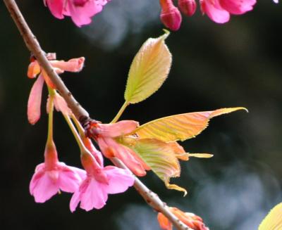 Japan  小平グリーンロード　河津桜とあそんで　～ミツバチばあやの冒険～