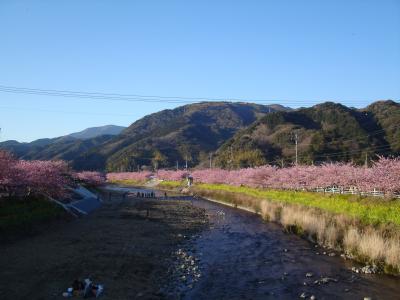 週末ドライブ～春を探しに・河津桜まつり～
