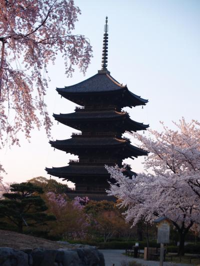 京都東寺－桜の名所に