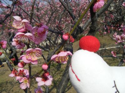 万博公園で梅を見ながらくたくた