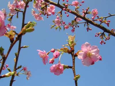 朝のおさんぽ　保田川のさくら路