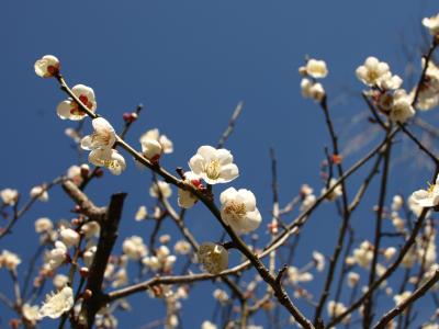 大人の遠足・鎌倉散策(1) ～ 長谷寺・鎌倉大仏編