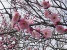 偕楽園　梅三分咲き
