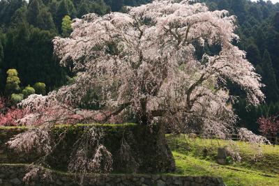 又兵衛桜（本郷の滝桜）　西の桜横綱！/奈良県宇陀市