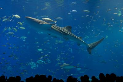 心の底から楽しんだ「美ら海水族館」☆