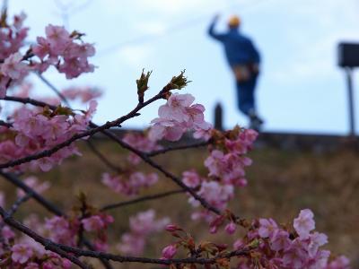 春　伊豆行　河津桜　満開ー１