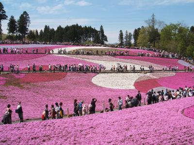 芝桜