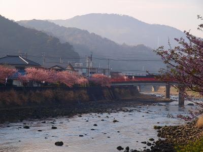 春　伊豆行　河津桜　満開−２