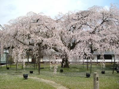 京都・奈良（桜巡り）　その２～醍醐寺・毘沙門堂編～　２００８年４月  