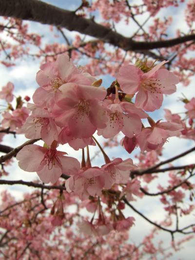 一足早い桜見物