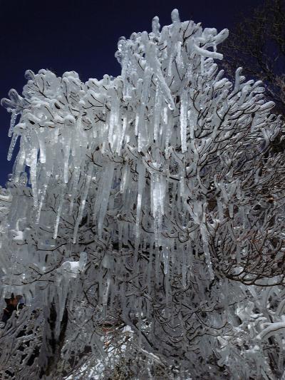 ２月の御在所で樹氷を見よう！