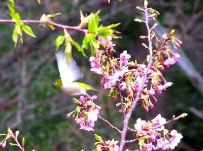 ☆02-13・14 伊豆・河津桜を見てきました。