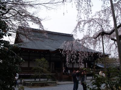 京都天龍寺の桜