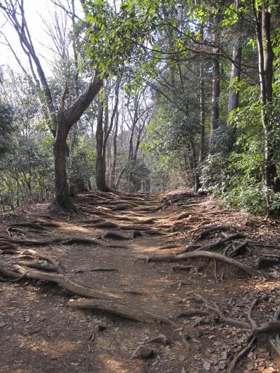 運動不足解消の為、高尾山へ行ってきましたぁ