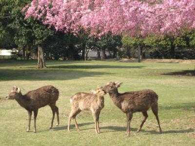 京都・奈良（桜巡り）　その６～奈良公園・興福寺編～　２００８年４月 