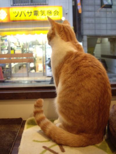 下北沢♪雨の午後は、芝居と猫カフェと頑固オヤジ～後編～