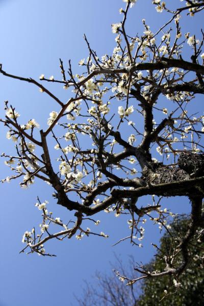 ひとり旅 ［687］ 梅の香りが漂う梅まつり～梅の花が満開でした♪＜冠山総合公園 梅の里＞山口県光市