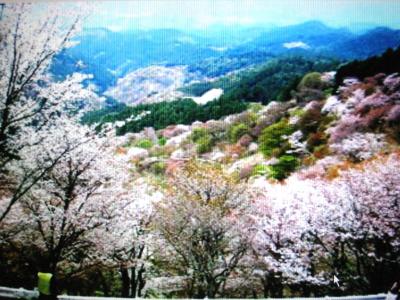 奈良・吉野のサクラ撮影会