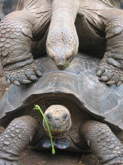 ガラパゴスに関する旅行記・ブログ(6ページ)【フォートラベル ガラパゴスに関する旅行記・ブログ(6ページ)【フォートラベル