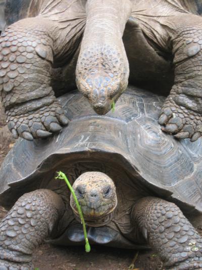 ガラパゴスに行っちゃった♪サンクリストバル島・サンタクルス島・キトへ・・・