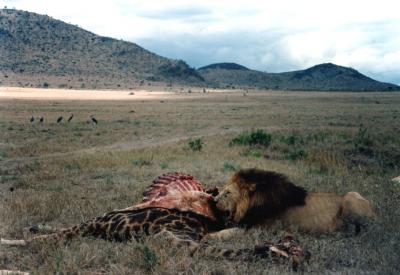 KENYA（ケニヤ）　マサイ・マラ国立公園のライオンの食卓