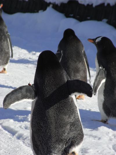 ペンギンに会いに行こう♪札幌・小樽・旭川♪帰りはカシオペアの旅★5日間