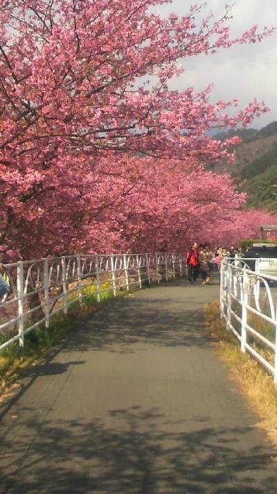 河津桜&みなみの桜