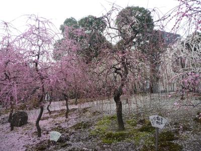 見事な枝垂れ梅◆城南宮神苑「花の庭」（京都市伏見区）